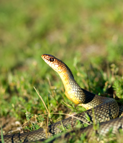 A Haragos sikló