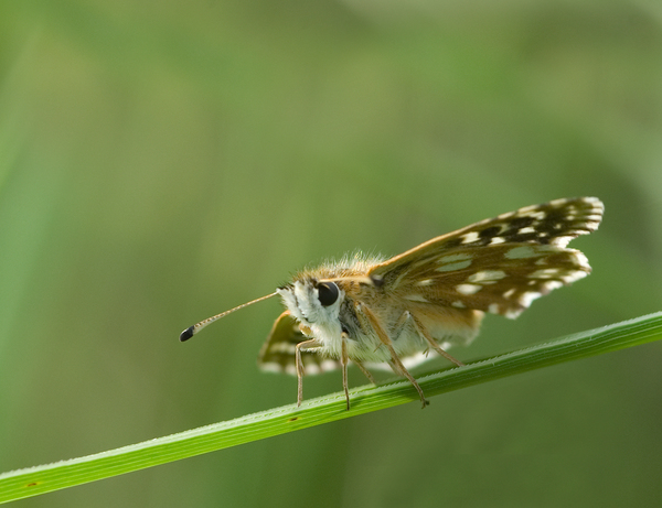 Lepke urfi