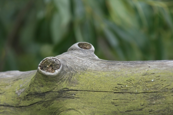 Börzsönyi aligátor