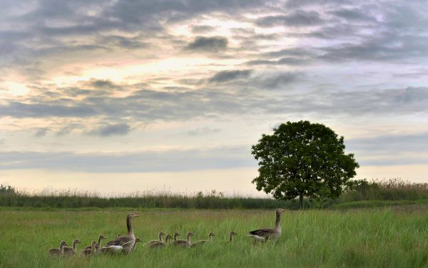 Tájkép nyárilúdakkal
