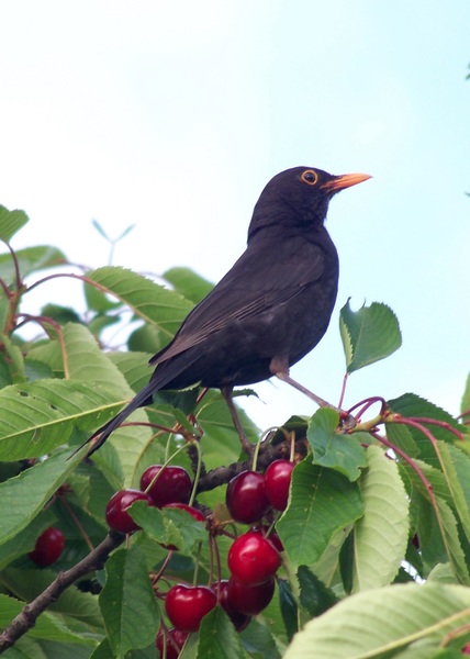 Feketerigó cseresznyével