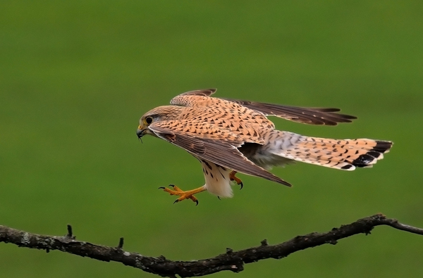 Futómű ki,leszállás !