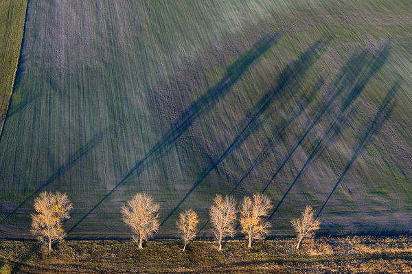 Fák, és árnyékaik