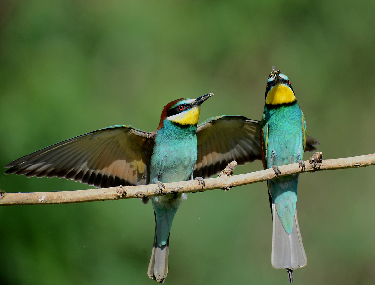 Gaál Zoltán Péter