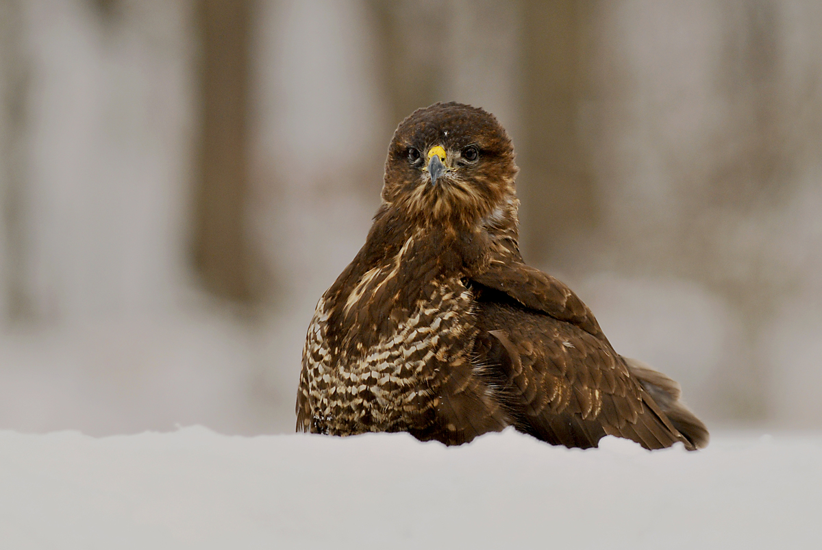 Gaál Zoltán Péter