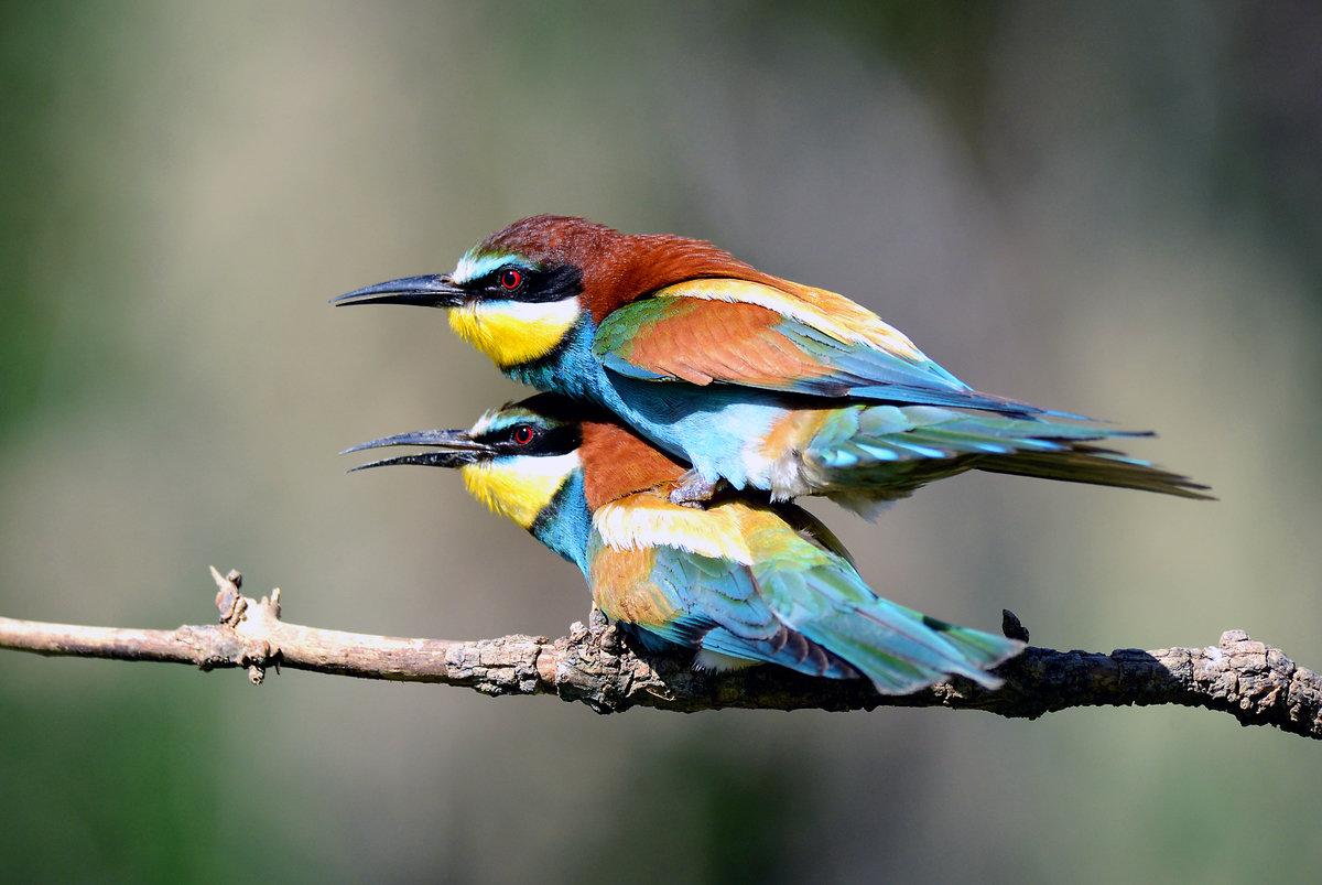 Gaál Zoltán Péter