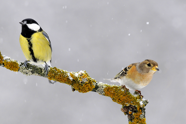 A távolságtartóak
