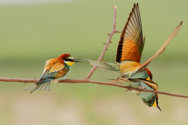 Hé ne most, néznek!