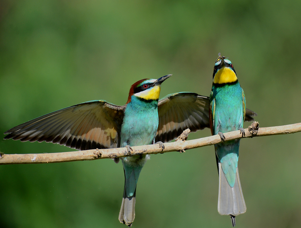 Adod az ajándékot vagy nem?