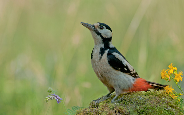Egy kis dombra lecsücsülök...