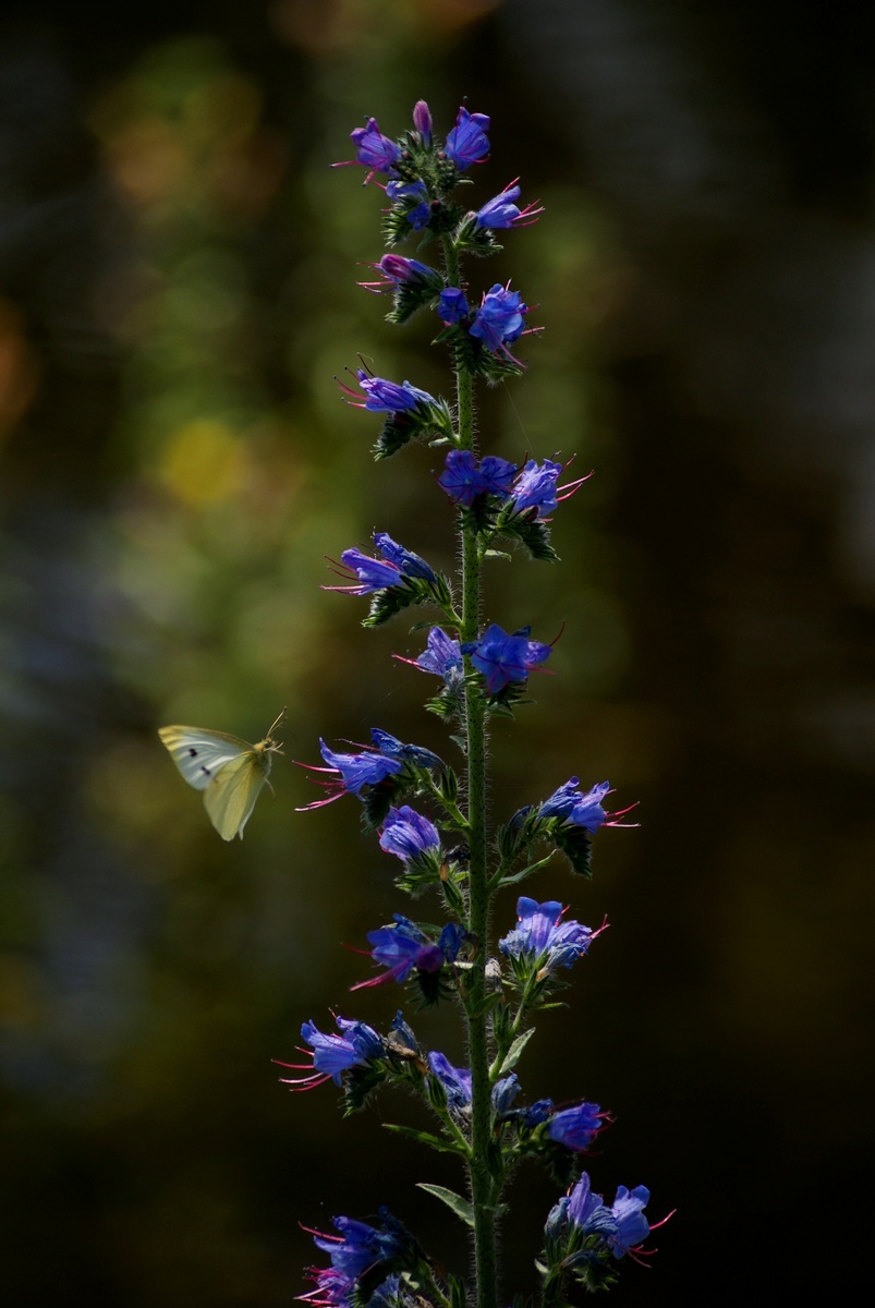 Laczkó-Magyar György