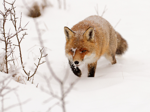 Settenkedő ravaszdi