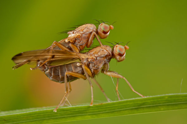 emeletes legyecskék