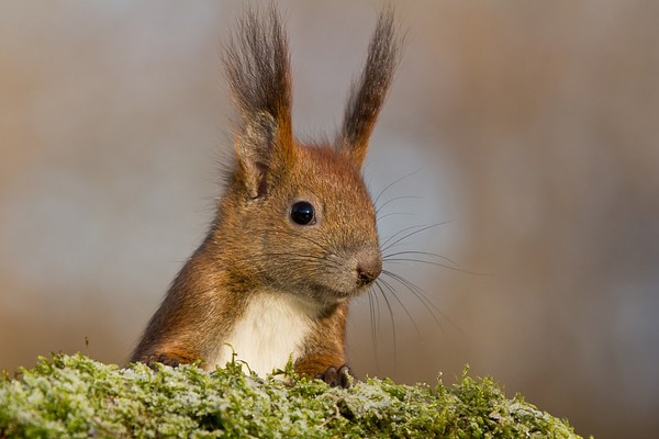 Egy kattogó bodé??