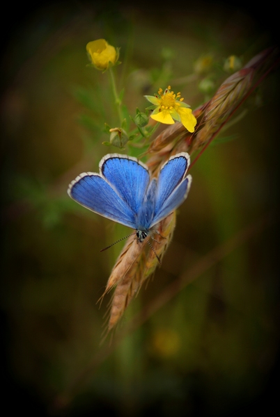 Tavaszi csokor Boglárkával