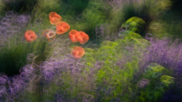 Pipacsok a levendulában