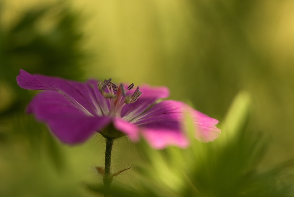 Geranium sangunieum