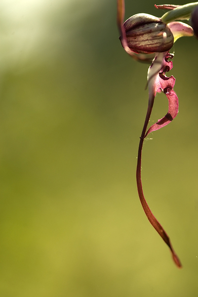Higmantoglossum jankae