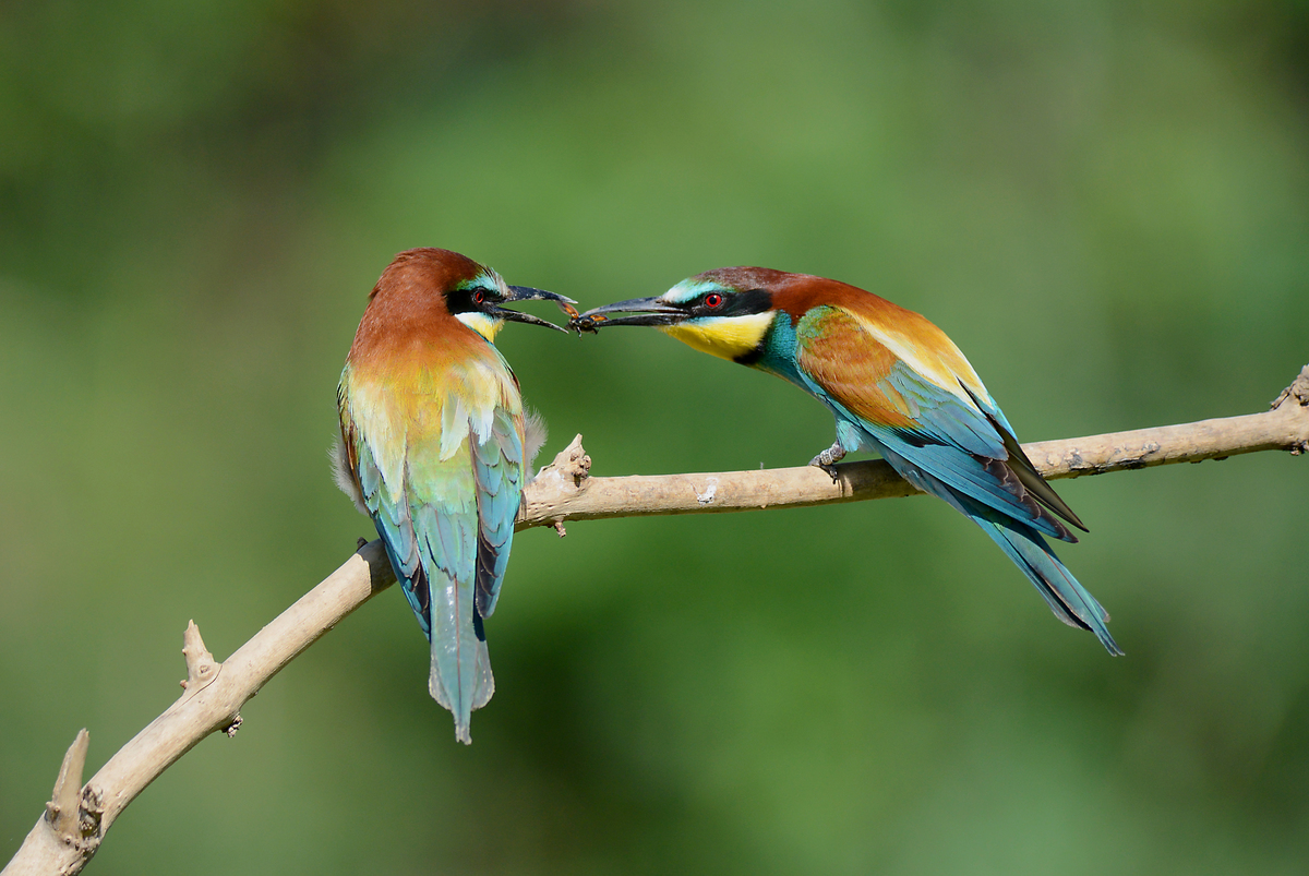 Gaál Zoltán Péter