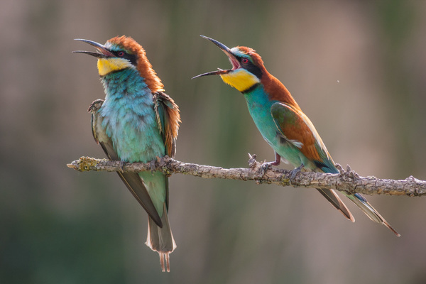 Hé! Hozzád beszélek!