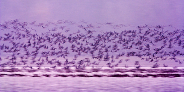 Robaj az Öreg-tavon