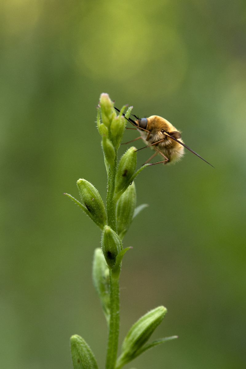 Násfayné Kőházi Mária