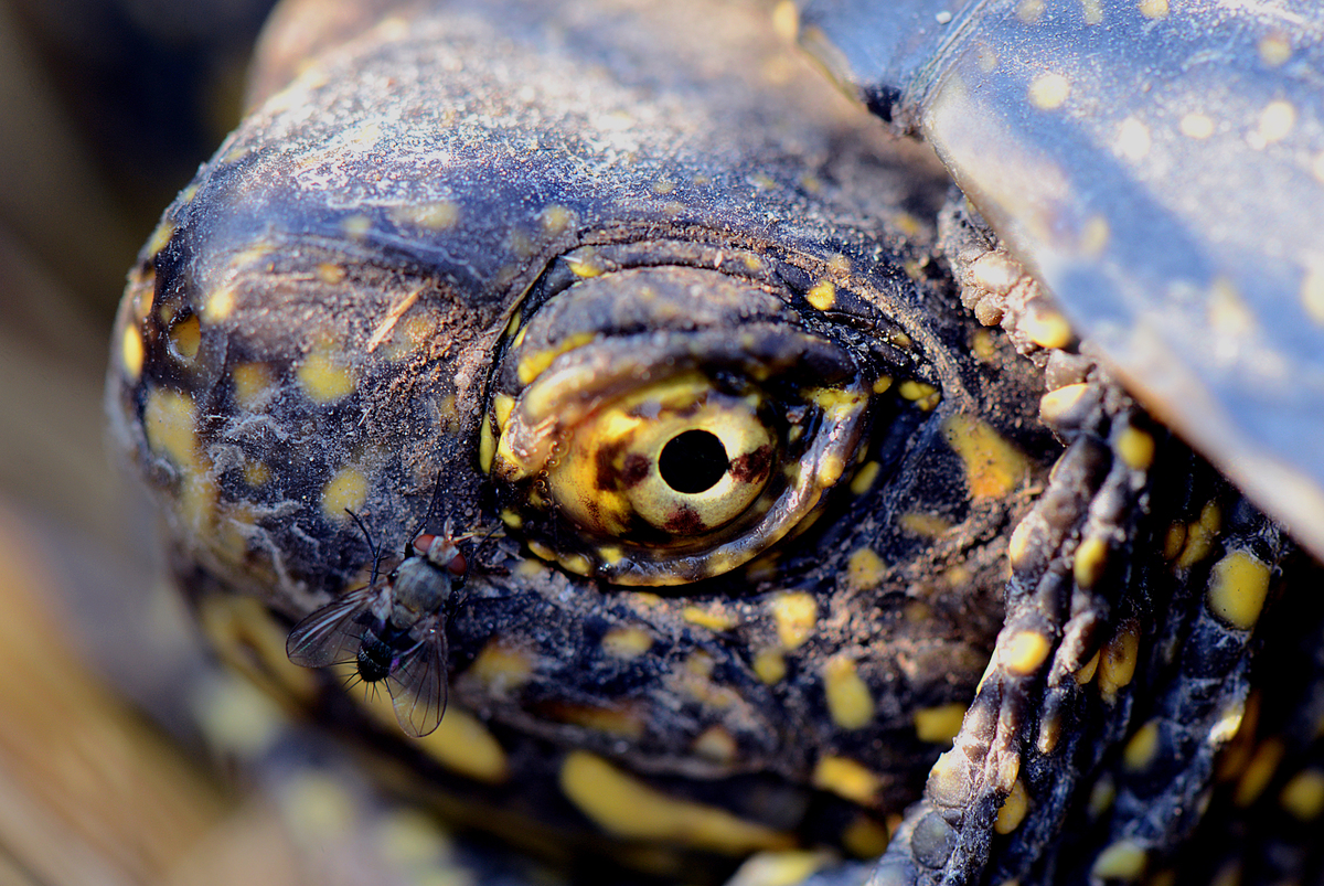 Gaál Zoltán Péter