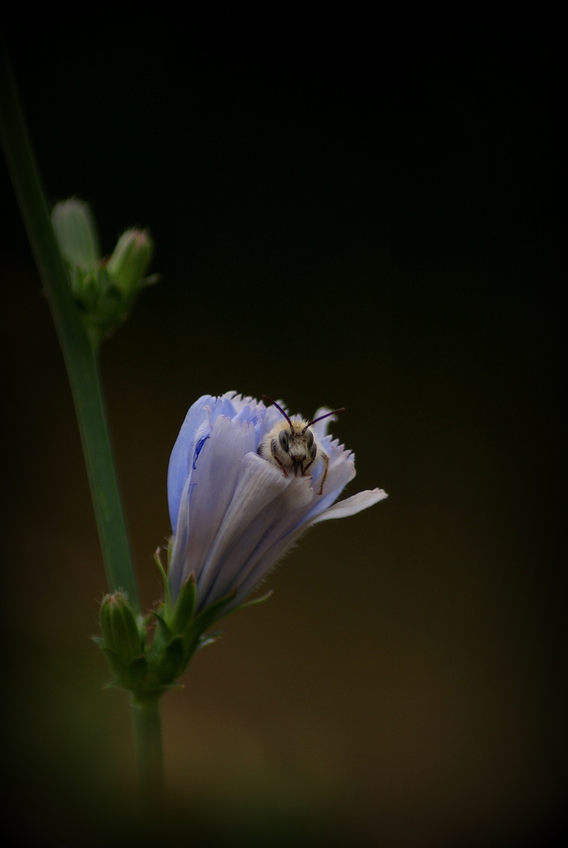 Laczkó-Magyar György