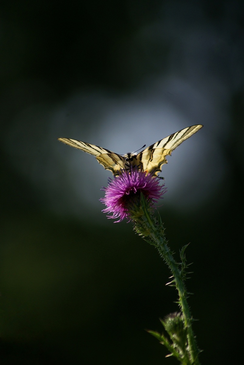 Laczkó-Magyar György