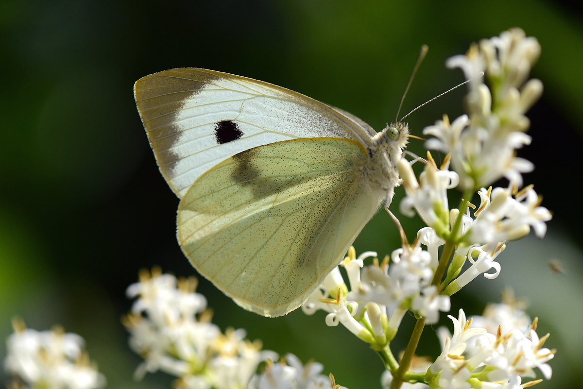 Gaál Zoltán Péter