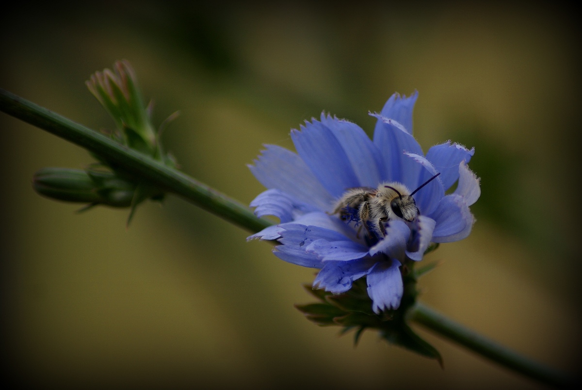 Laczkó-Magyar György