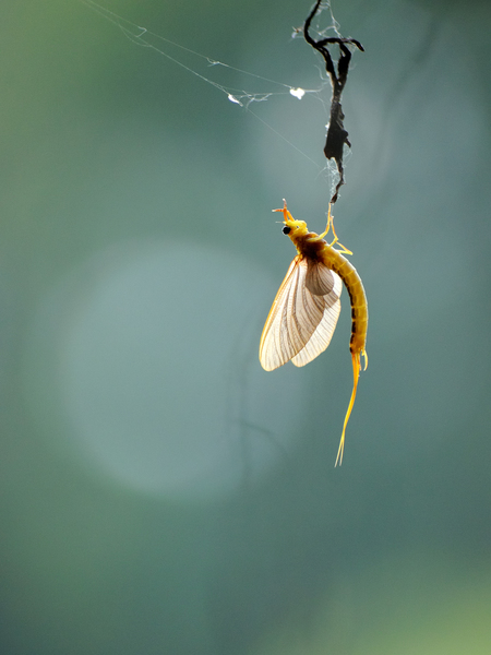 Szubimágó (tiszavirág)