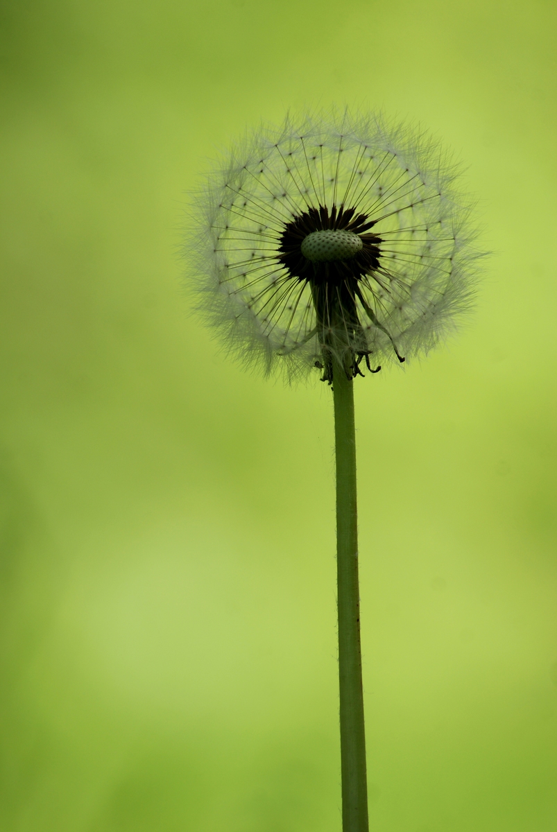 Laczkó-Magyar György