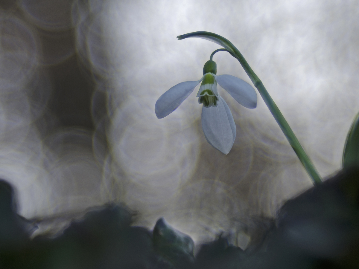 Násfayné Kőházi Mária