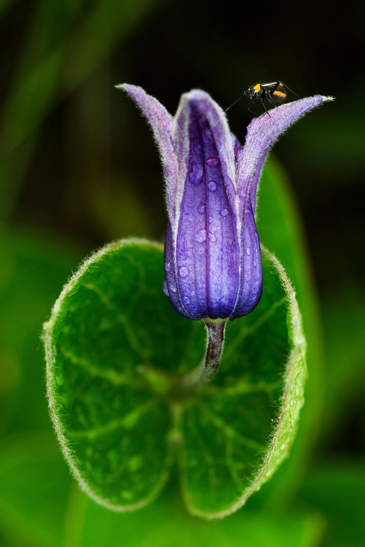 Násfayné Kőházi Mária