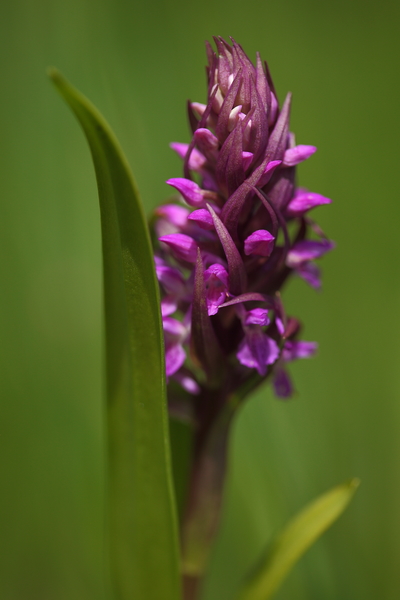 Orchidea