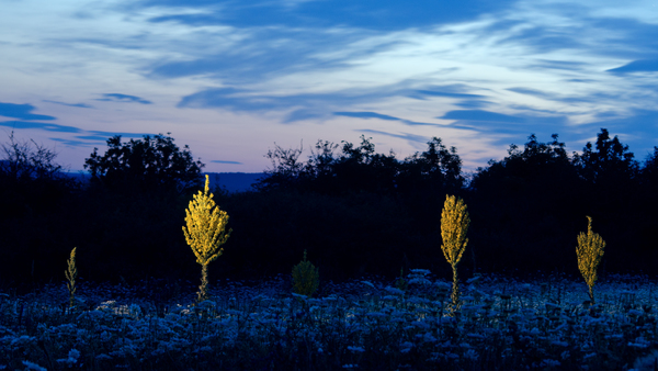 A természet állólámpái