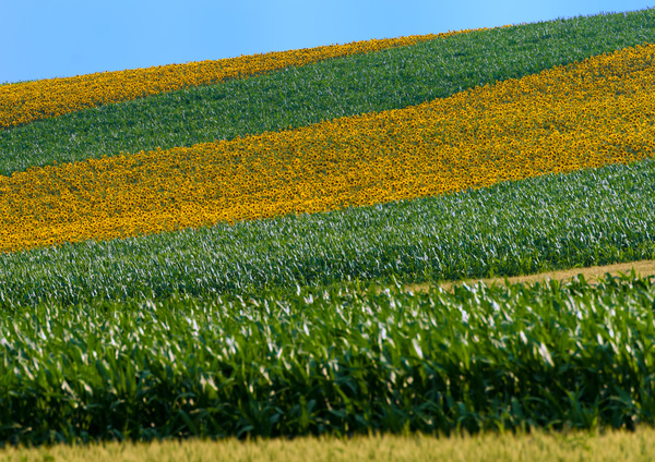 Napraforgó - Kukorica