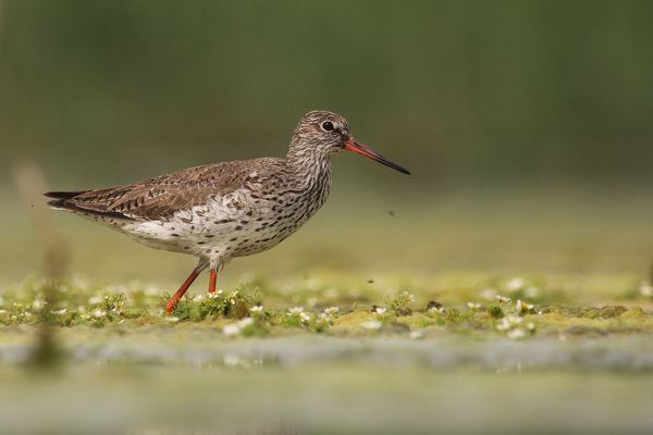 Virágok közt jártam...