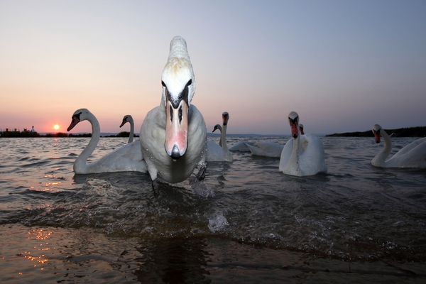 A nagy partraszállás