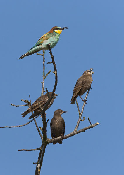 Szépség és a szörnyeteg(ek)