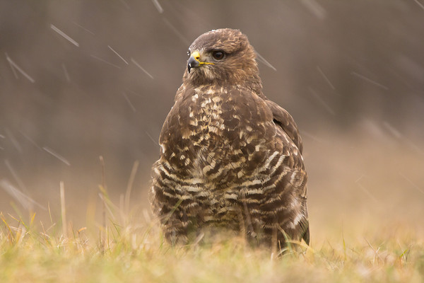 Nehéz idők jönnek