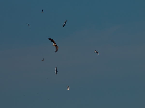 Kör közepén szállok