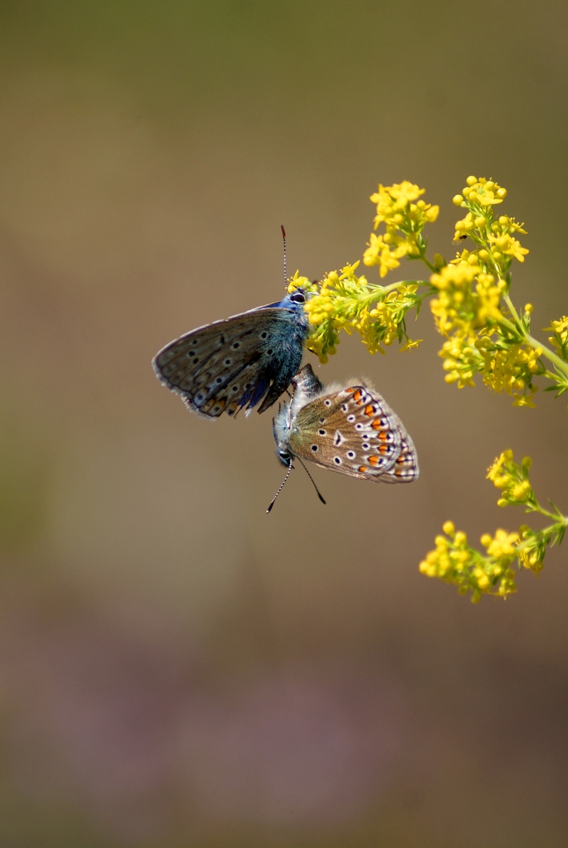 Laczkó-Magyar György