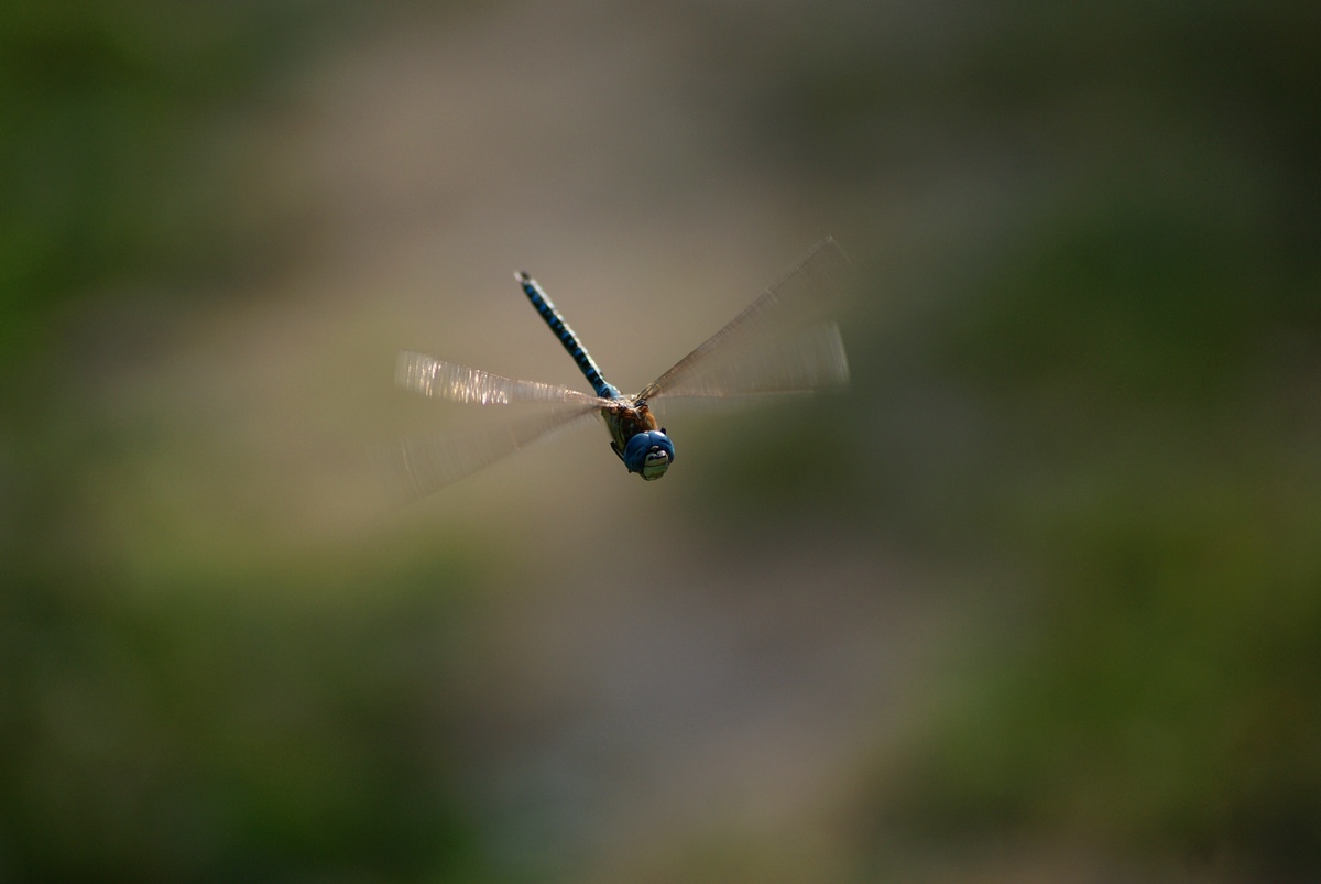 Laczkó-Magyar György