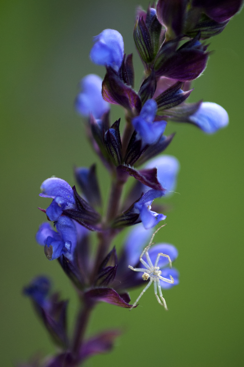 Násfayné Kőházi Mária