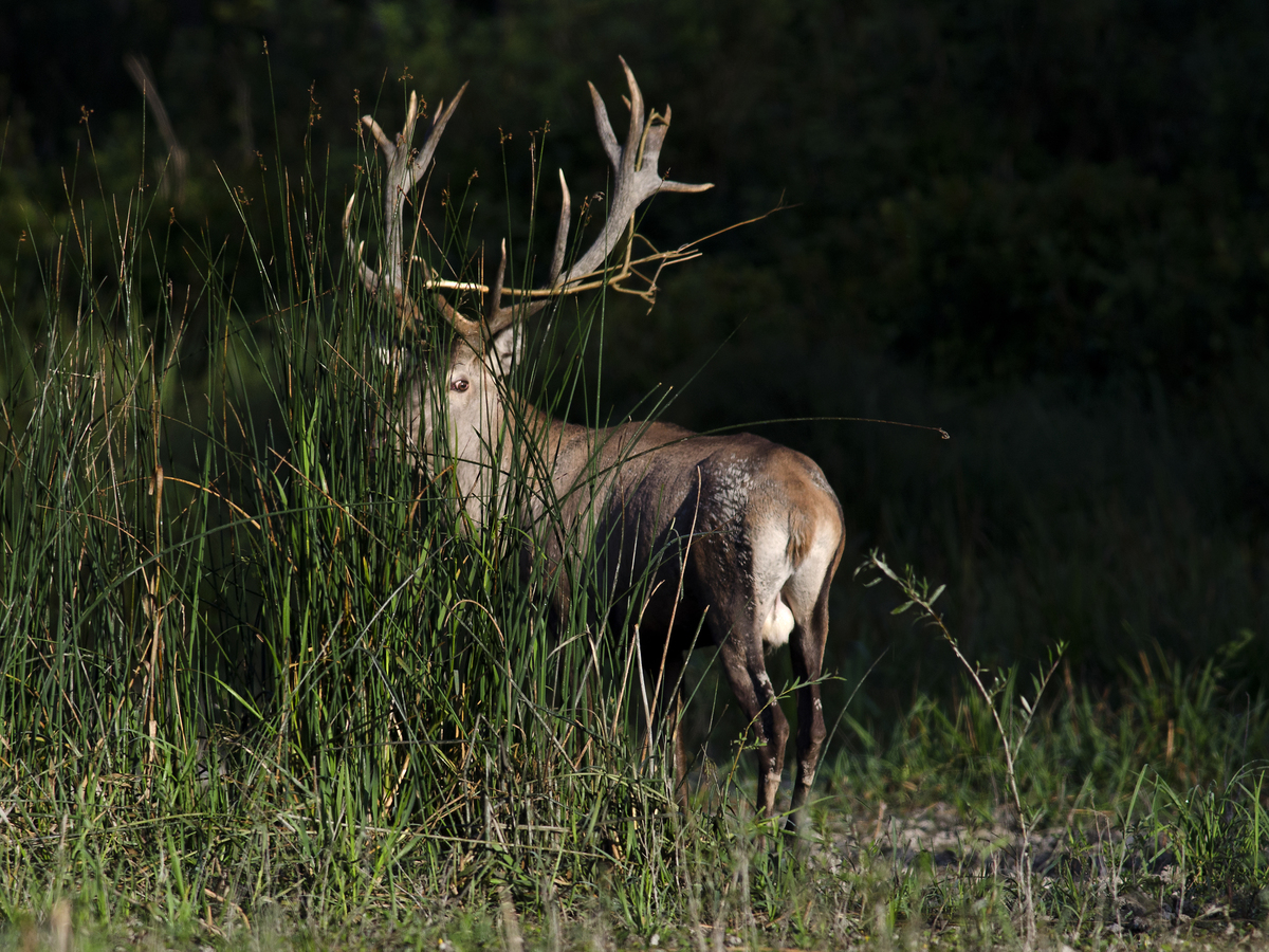Násfayné Kőházi Mária
