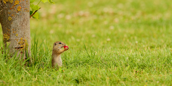 Én és a cseresznyém