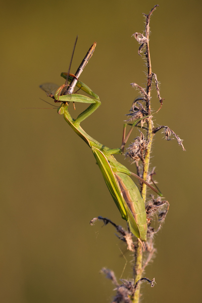 &quot;Evőből étek lett&quot;