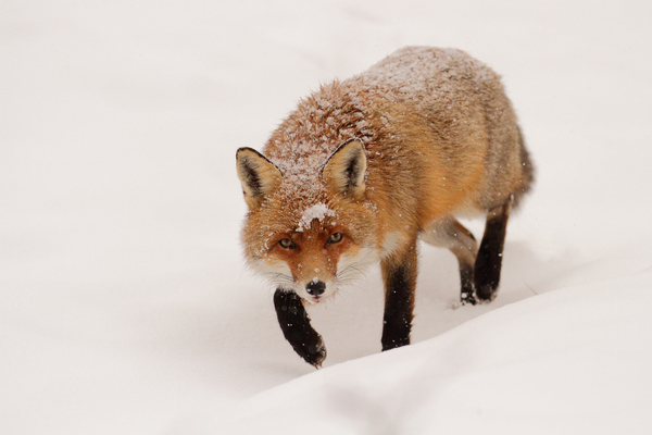 Már látom a vacsorám